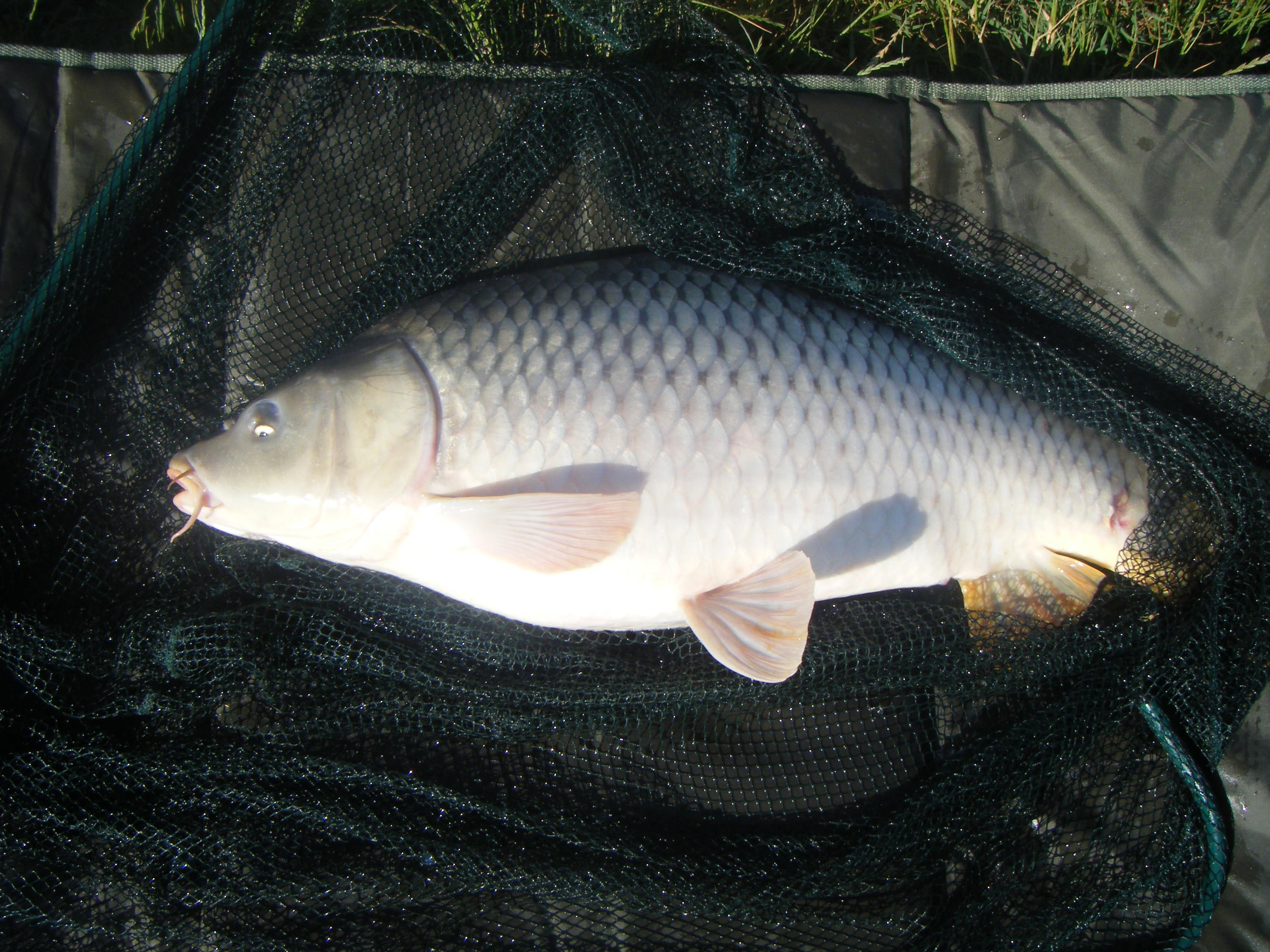 Lacul Corbu  - DSCF1205.JPG